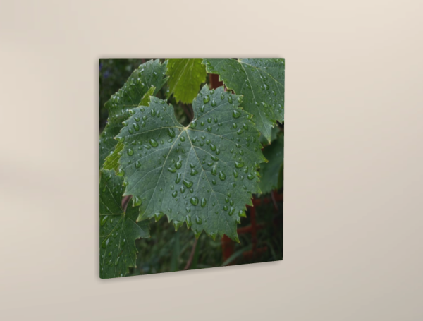 Beauty of Nature after rain