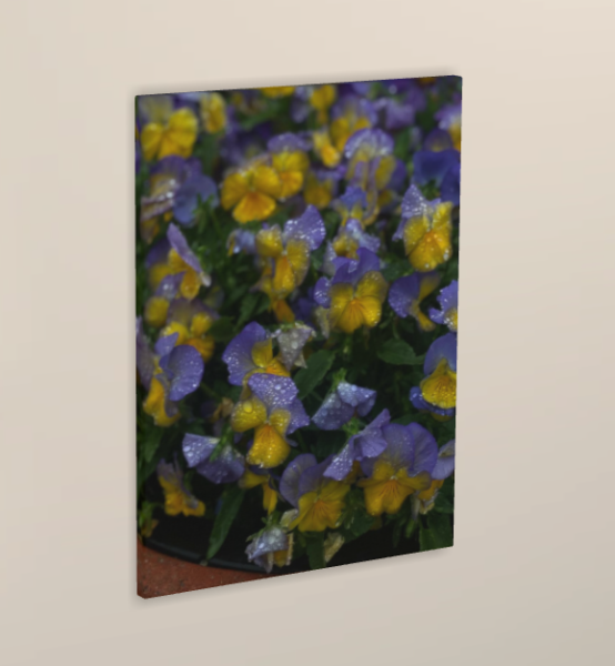 Die Sonne kommt nach dem regen